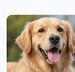 Cobertura Pet